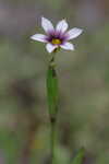 Annual blue-eyed grass